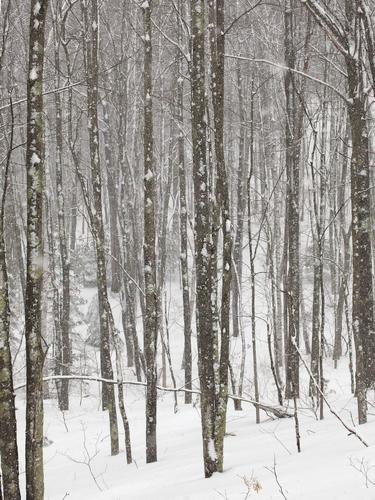 young trees in winter