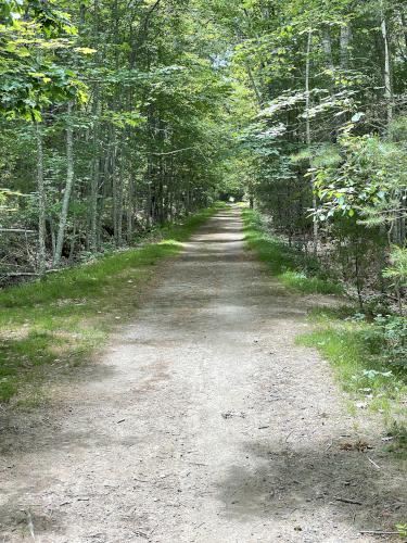 path in June at Kennebunk Bridle Path in southern Maine