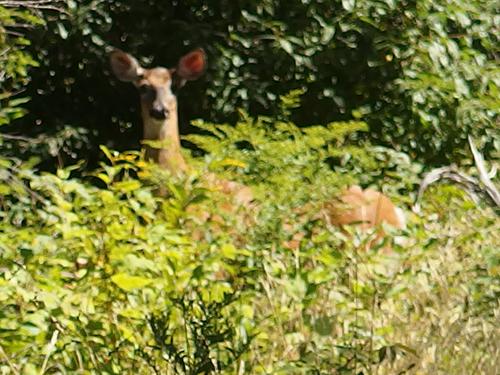 inquisitive deer on Kennedy Hill in southern New Hampshire