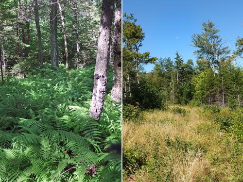 bushwhacking terrain on Kennedy Hill in southern New Hampshire