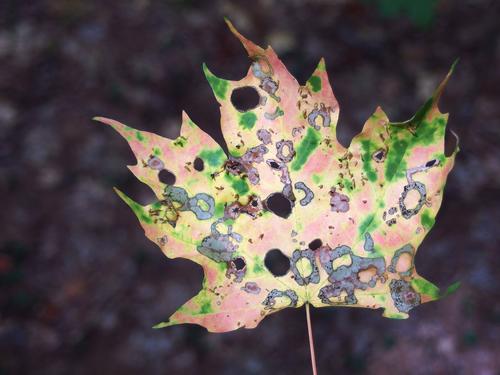 interesting bug-bitten pre-Fall leaf in September on Kenyon Hill in western New Hampshire