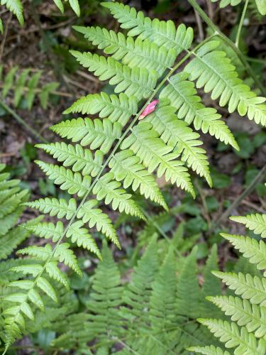 fern and maple seed in June in the woods on Spice Mountain in northern VT