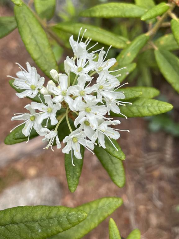 Labrador Tea in June at Kettle Pond and Spice Mountain in northern VT