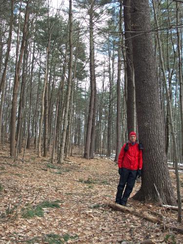 trail at Keyes Farm in Pepperell, MA