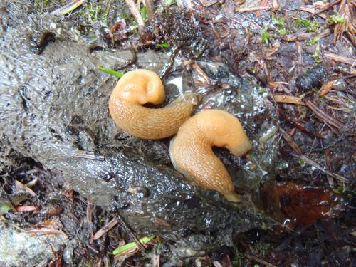 slugs on the trail to Kibby Mountain