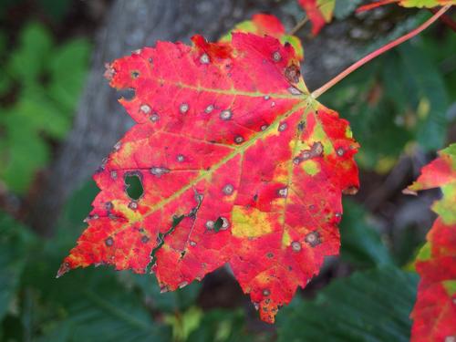 early fall color beside the trail to Kidder Mountain in southern New Hampshire