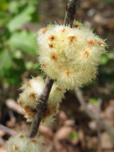 Wool Sour Galls