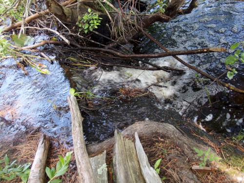 trail interrupted by a beaver dam at Kimball Pond near Dunbarton, New Hampshire