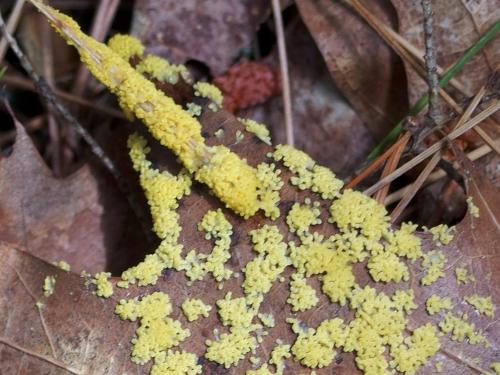 Yellow Slime Mold (Fuligo septical) at Kimball Pond near Dunbarton, New Hampshire