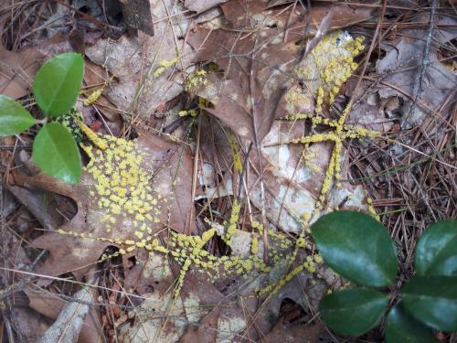 Yellow Slime Mold (Fuligo septical) at Kimball Pond near Dunbarton, New Hampshire