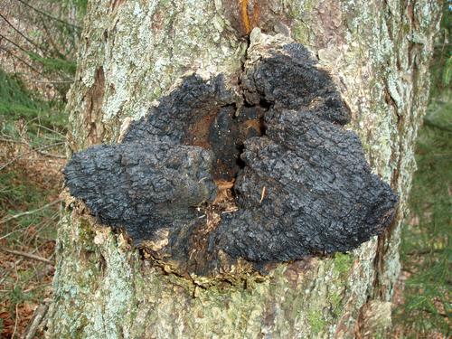 Clinker Polypore