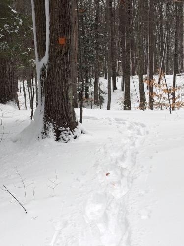 trail in February at Kingston State Park in southeast New Hampshire