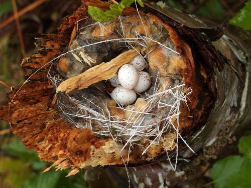 Ovenbird (Seiurus aurocapilla) nest in June beside the trail to Kinsman Notch North Mountain in New Hampshire