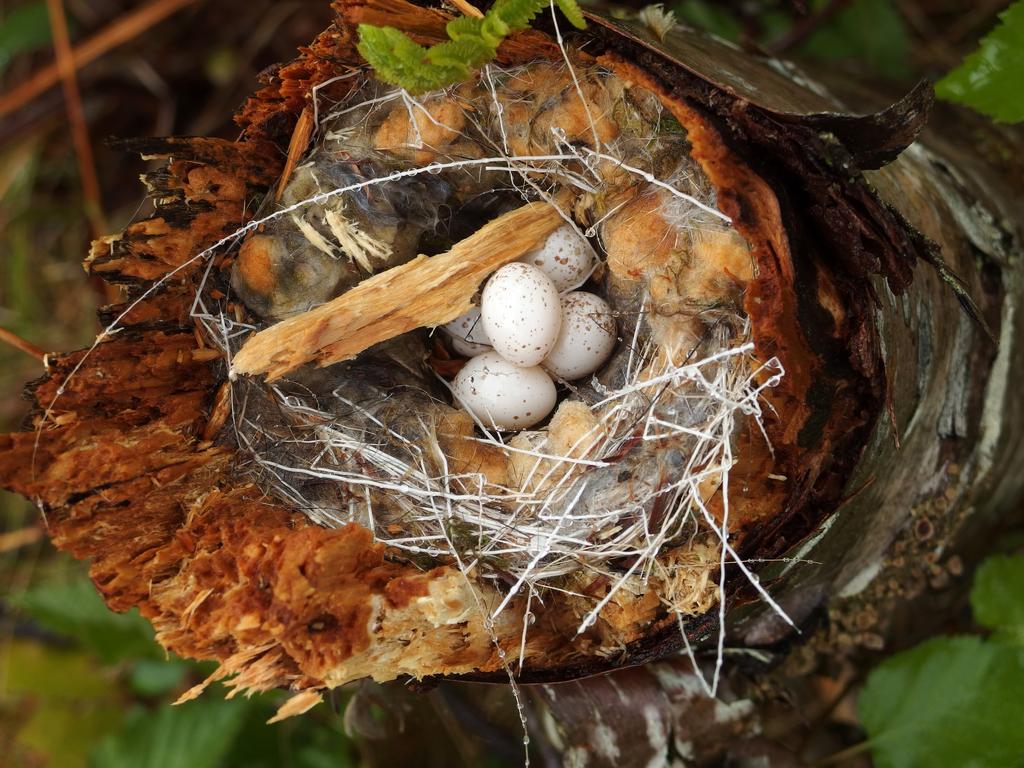 Ovenbird (Seiurus aurocapilla) nest in June beside the trail to Kinsman Notch North Mountain in New Hampshire