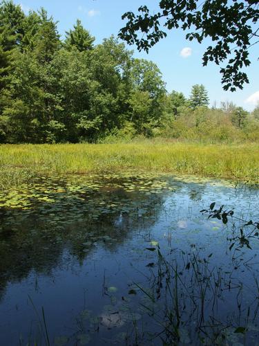 pond at Kirby-Ivers Town Forest in Pelham, New Hampshire