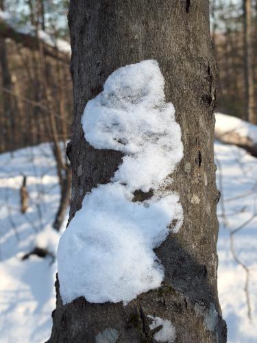 woman hiker silhouette in December at Kuncanowet Town Forest near Dunbarton, New Hampshire