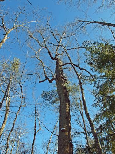 famous Black Gum Tree in December at Kuncanowet Town Forest near Dunbarton, New Hampshire