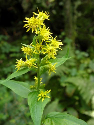 Large-leaved Goldenrod (Solidago macrophylla)