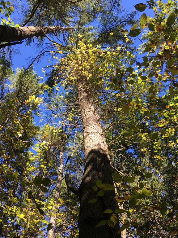 huge yellow-leaved poison ivy vine in October at Doe Farm in southeastern New Hampshire