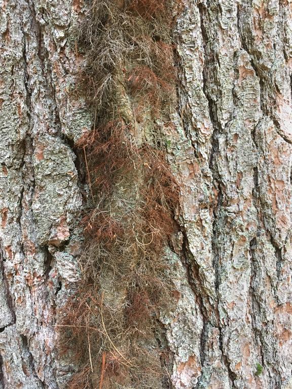 poison ivy stem on a pine tree trunk at Doe Farm in southeastern New Hampshire