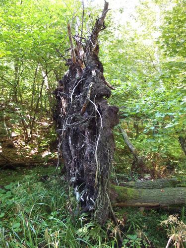 uprooted tree beside the trail at Lee Town Forest in southeastern New Hampshire