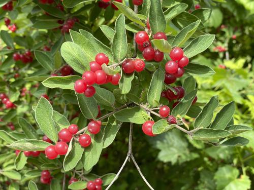 honeysuckle berries in August near Lenox Mountain in southwestern Massachusetts