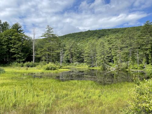 Pike's Pond in August near Lenox Mountain in southwestern Massachusetts