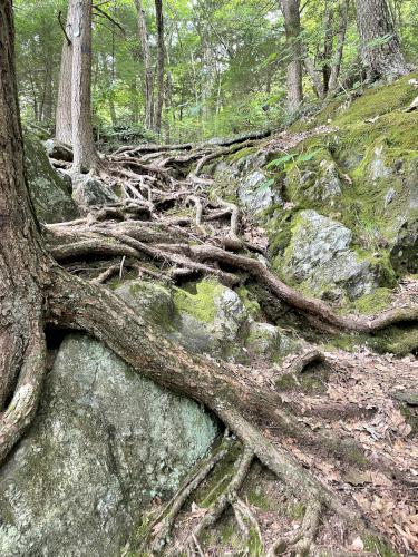 steep trail in August from Lenox Mountain in southwestern Massachusetts