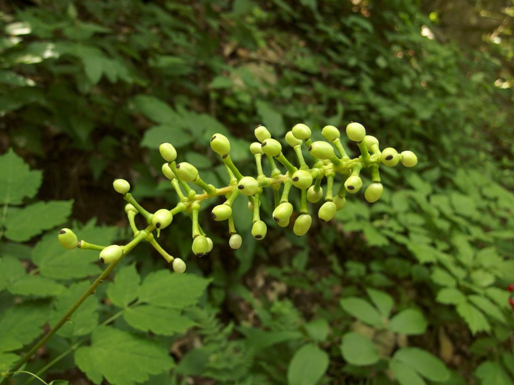 White Baneberry (Actaea pachypoda) in August at Lime Kiln Quarry near Chelmsford in northeast MA