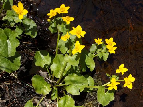 Marsh Marigold (Caltha palustris) in April beside a brook at Linkel Woods in Pepperell, MA