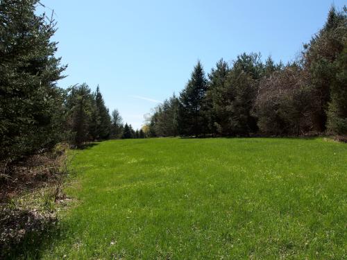 beautiful lawn in April beside the trail at Linkel Woods in Pepperell, MA