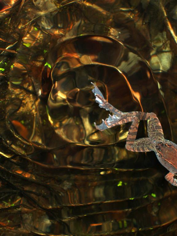 abstract image of a Wood Frog leaving a vernal pool in Massachusetts