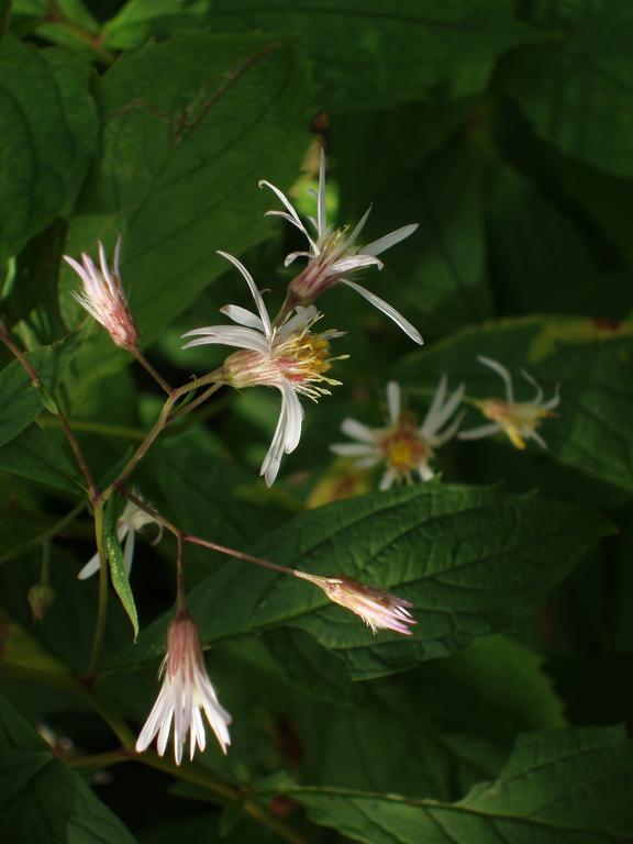 Whorled Aster (Aster acuminatus) on Southwest Twin Mountain in New Hampshire