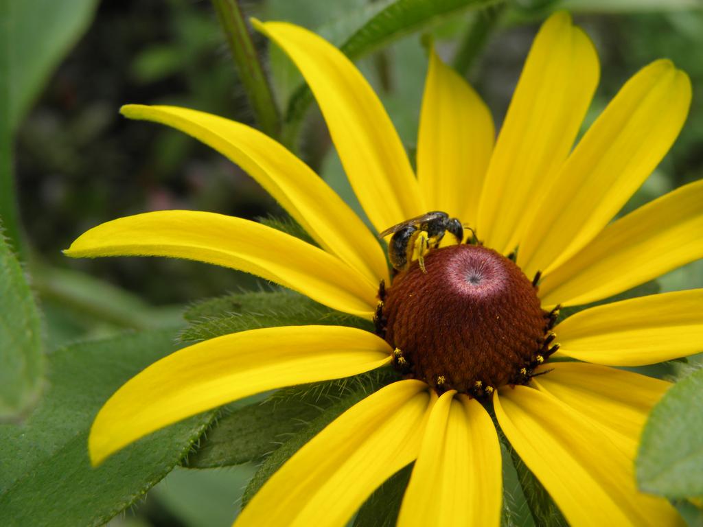 Black-eyed Susan (Rudbeckia hirta) and bee at Nashua in New Hampshire