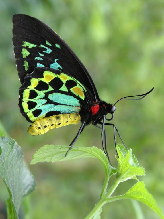 Cairns Birdwing (Ornithoptera priamus) butterfly at The Butterfly Place in Massachusetts