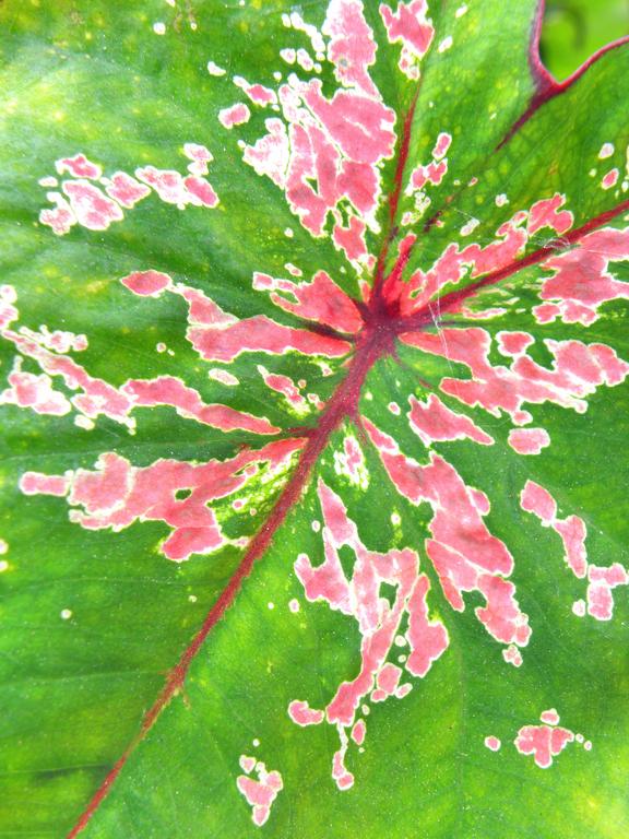 Elephant's Ear (Caladium bicolor) leaf at Wiscasset in Maine