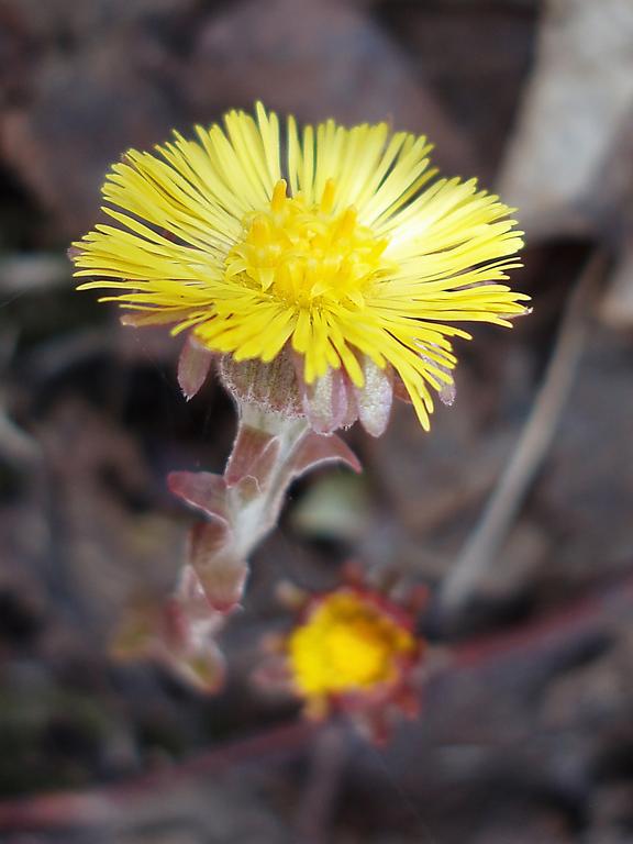 Coltsfoot (Tussilago farfara) on Straightback Mountain in New Hampshire