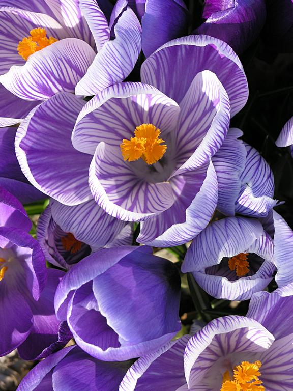 Dutch Crocus (Crocus vernus) announcing spring in a garden at Nashua in New Hampshire