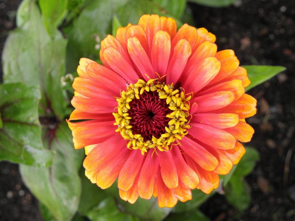 Zinnia 'Zowie! Yellow Flame' (Zinnia elegans 'Zowie! Yellow Flame') at Portsmouth Waterfront in New Hampshire