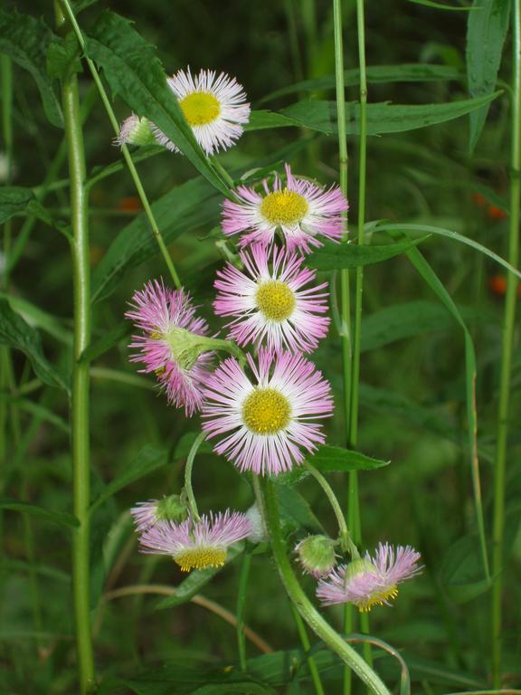 Common Fleabane (Erigeron philadelphicus) on Stub Hill in New Hampshire