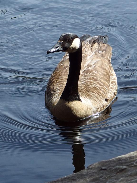 Canada Goose (Branta canadensis) at Ipswich River Wildlife Sanctuary at Topsfield in Massachusetts