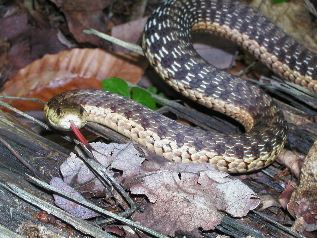 Garter Snake (Thamnophis sirtalis) on Square Ledge in New Hampshire