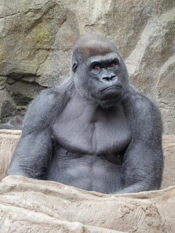 gorilla at Franklin Park Zoo in Dorchester Massachusetts