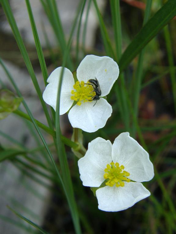 Grass-leaved Sagittaria (Sagittaria graminea) at Ponemah Bog in New Hampshire