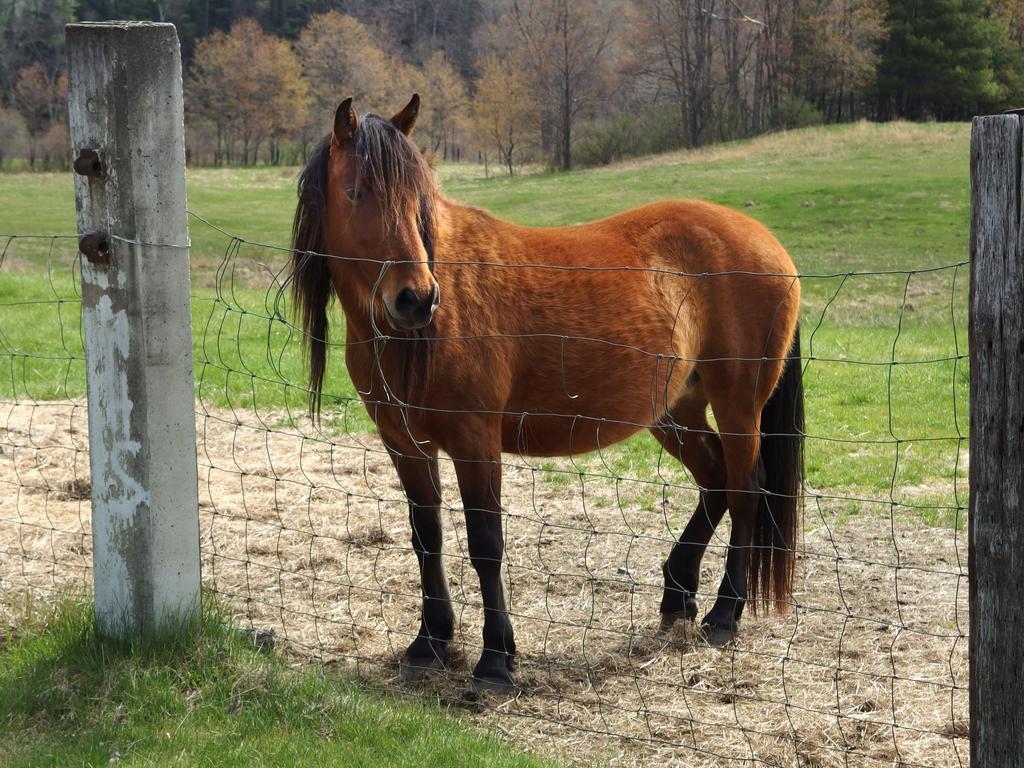 friendly horse at the parking spot for hiking Honey Hill at Swanzey in southwestern New Hampshire