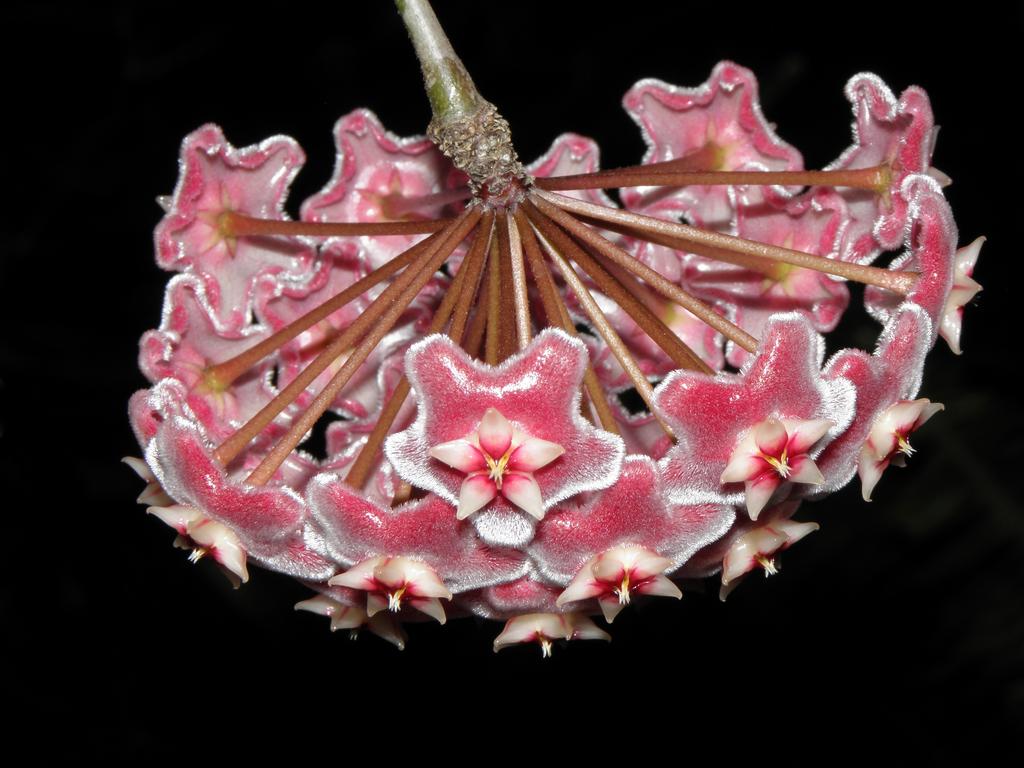 Wax Plant (Hoya carnosa) at Magic Wings Butterfly Conservatory in Massachusetts