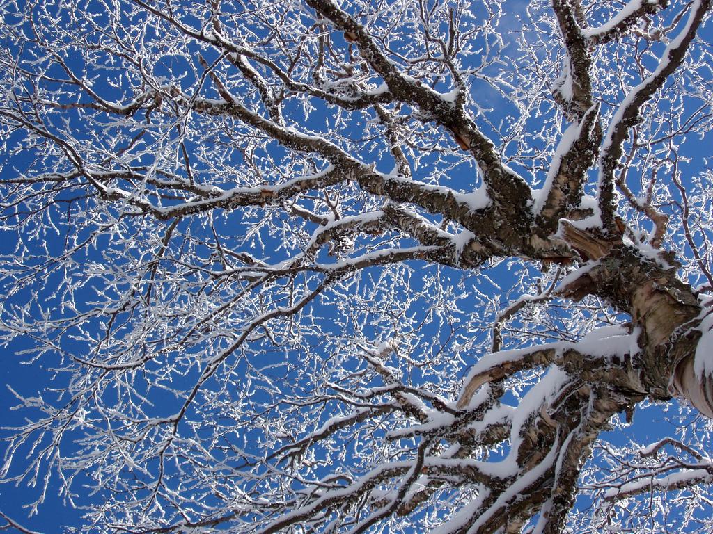 snowy birch tree on the trail to Equinox Mountain in Vermont