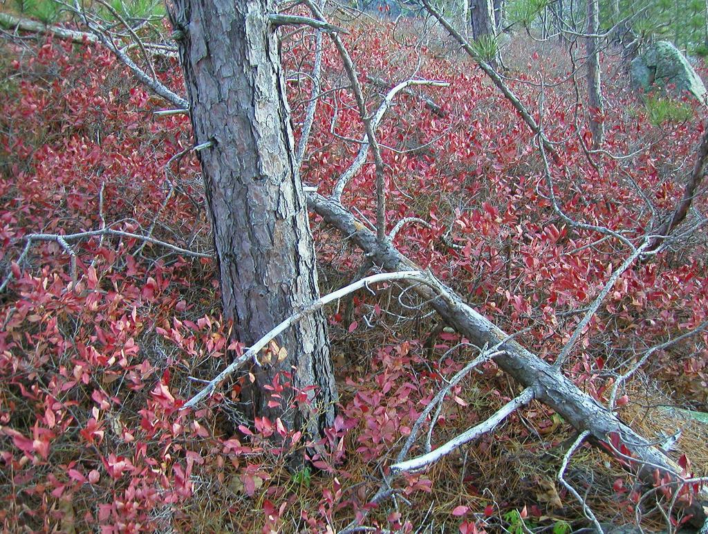 Red Pines and fall foliage along the trail to Moat Mountain in New Hampshire