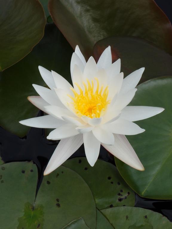 Fragrant Water-lily (Nymphaea odorata) in July alongside the Windham Rail Trail in New Hampshire