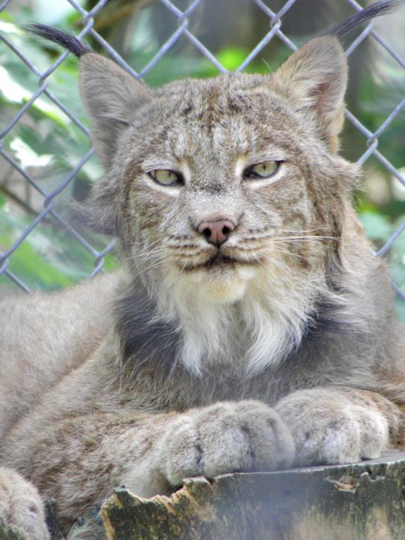 Canada Lynx (Lynx canadensis) at Charmingfare Farm in New Hampshire